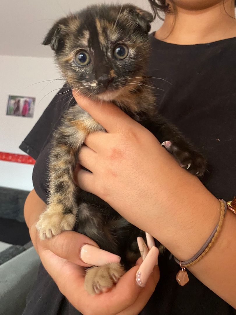 Mai Kätzchen / Kitten