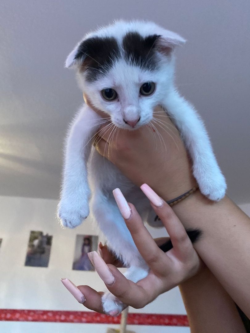 Mai Kätzchen / Kitten