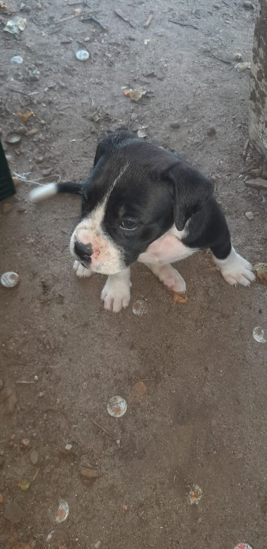 Mischlinge Boxer/ Dogge / Old English Bulldog . Mischlinge Boxer/ Dogge / Old English Bulldog .