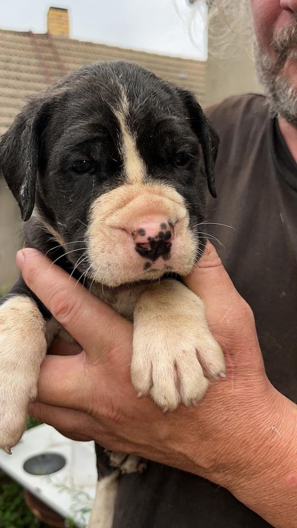 Mischlinge Boxer/ Dogge / Old English Bulldog . Mischlinge Boxer/ Dogge / Old English Bulldog .