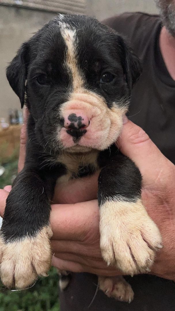 Mischlinge Boxer/ Dogge / Old English Bulldog . Mischlinge Boxer/ Dogge / Old English Bulldog .