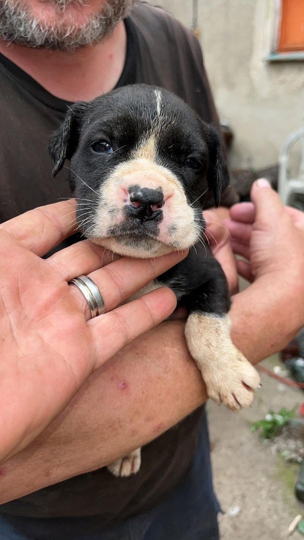 Mischlinge Boxer/ Dogge / Old English Bulldog . Mischlinge Boxer/ Dogge / Old English Bulldog .