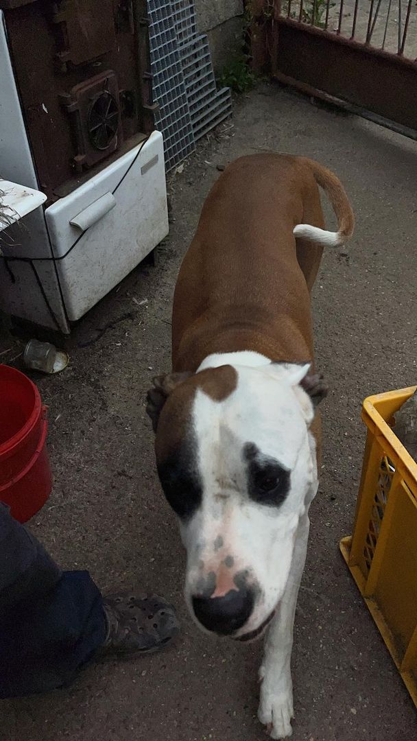 Mischlinge Boxer/ Dogge / Old English Bulldog . Mischlinge Boxer/ Dogge / Old English Bulldog .