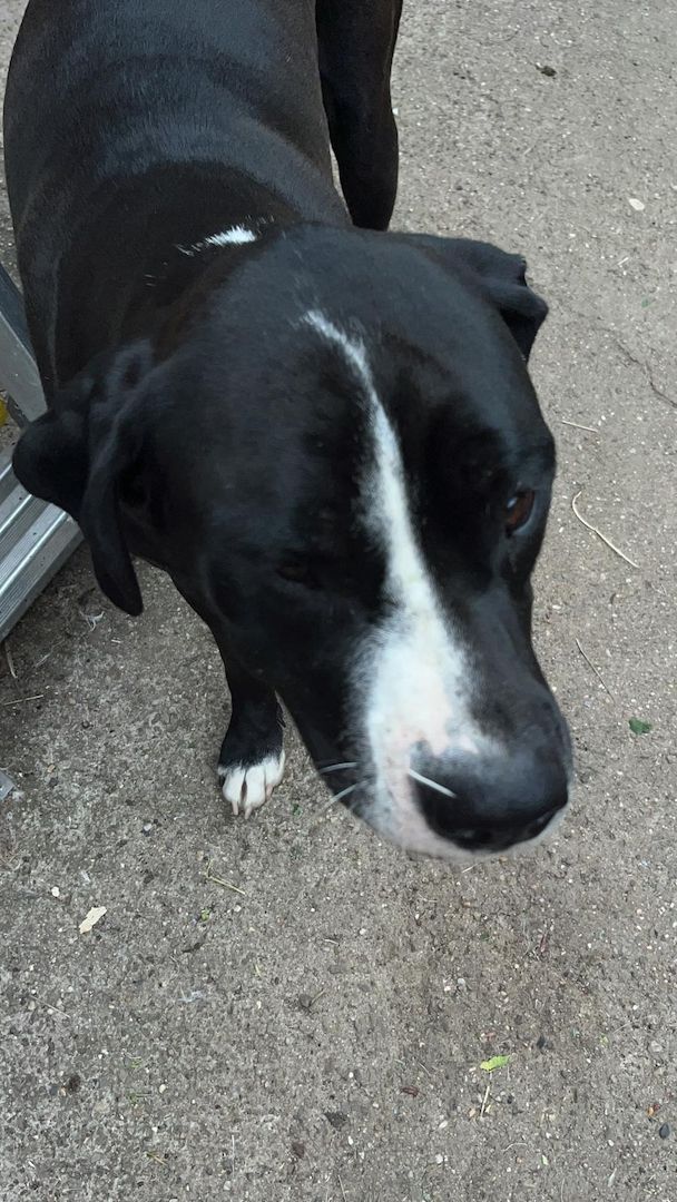 Mischlinge Boxer/ Dogge / Old English Bulldog . Mischlinge Boxer/ Dogge / Old English Bulldog .