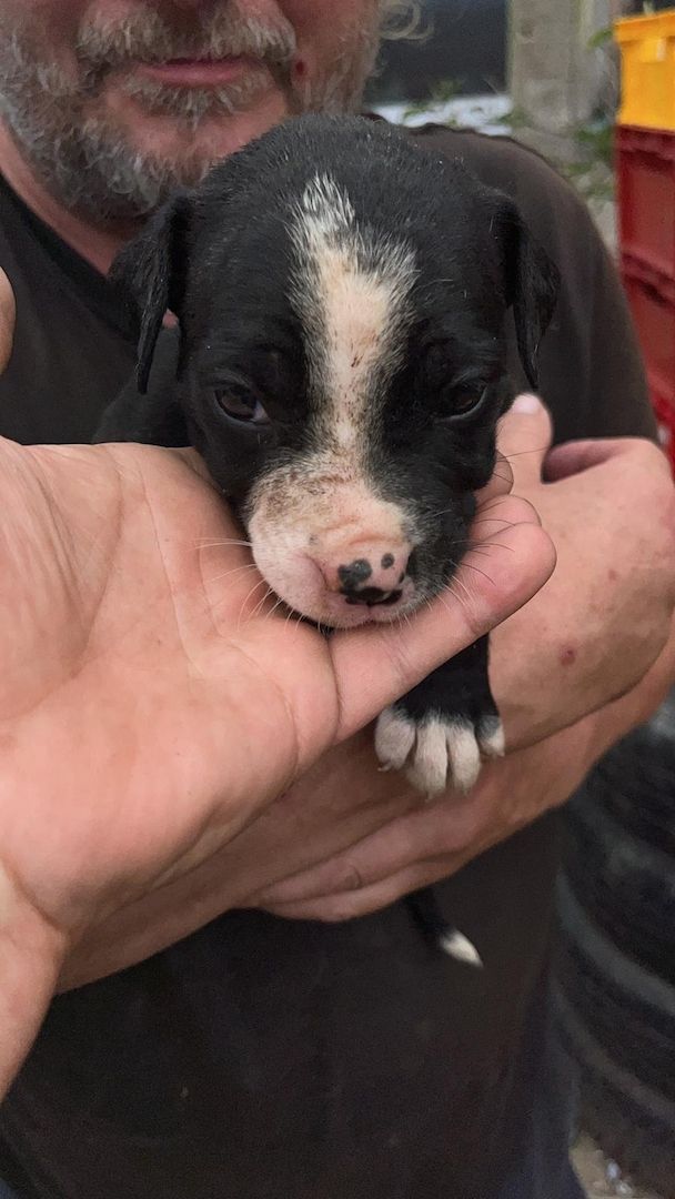 Mischlinge Boxer/ Dogge / Old English Bulldog . Mischlinge Boxer/ Dogge / Old English Bulldog .