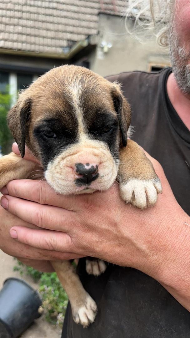 Mischlinge Boxer/ Dogge / Old English Bulldog . Mischlinge Boxer/ Dogge / Old English Bulldog .