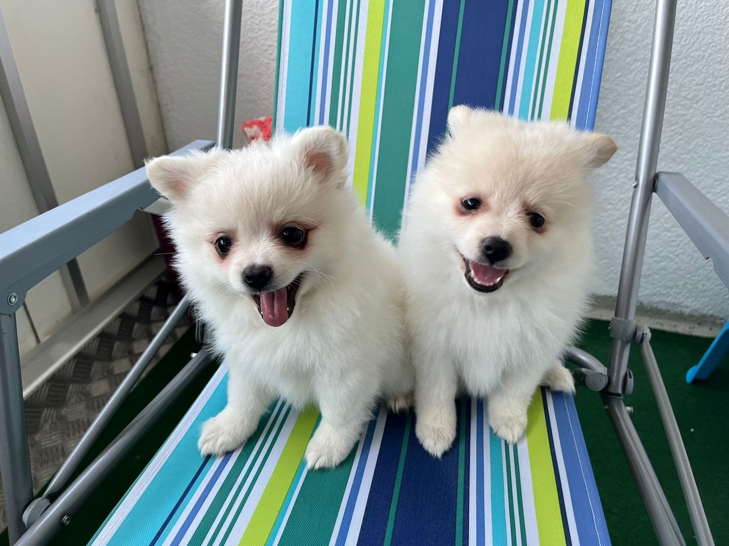 Spitz Pomeranian Welpen