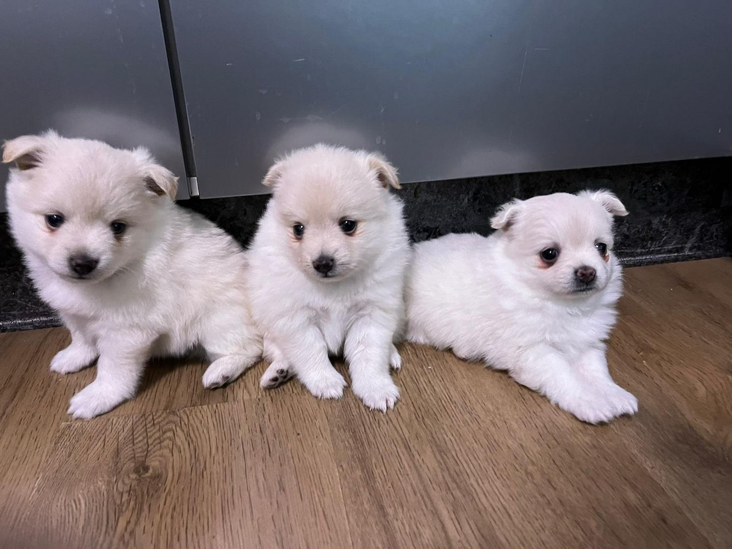 Spitz Pomeranian Welpen