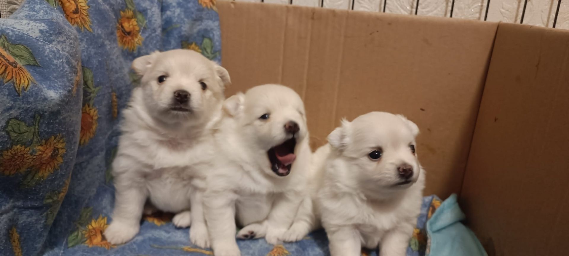 Spitz Pomeranian Welpen