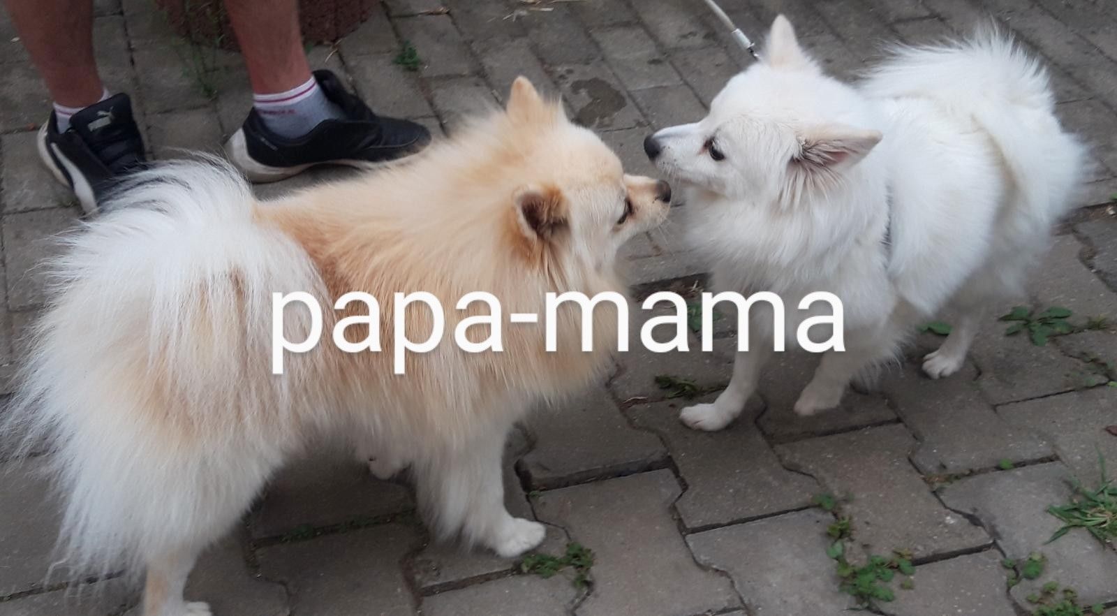 Spitz Pomeranian Welpen