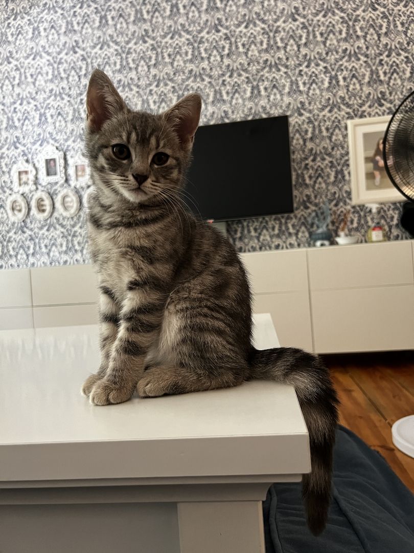 Bkh Kitten Katzen blau silber tabby