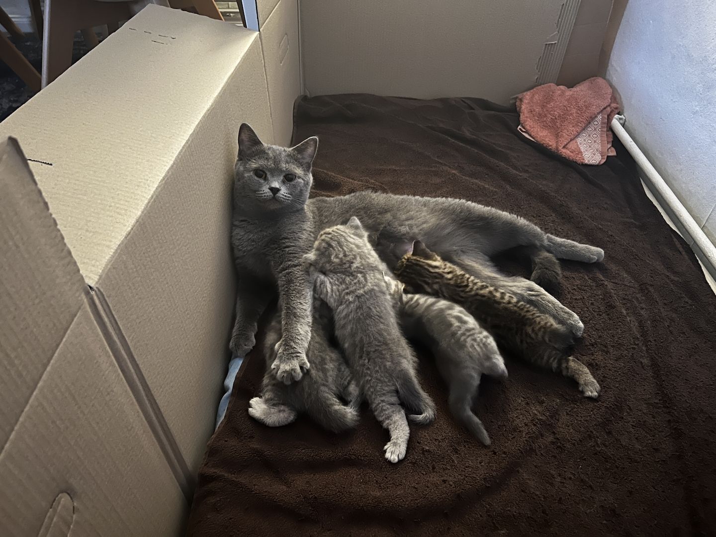 Bkh Kitten Katzen blau silber tabby