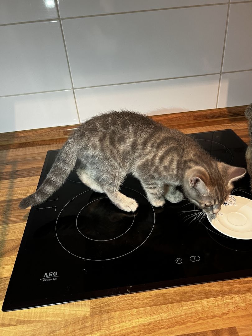 Bkh Kitten Katzen blau silber tabby