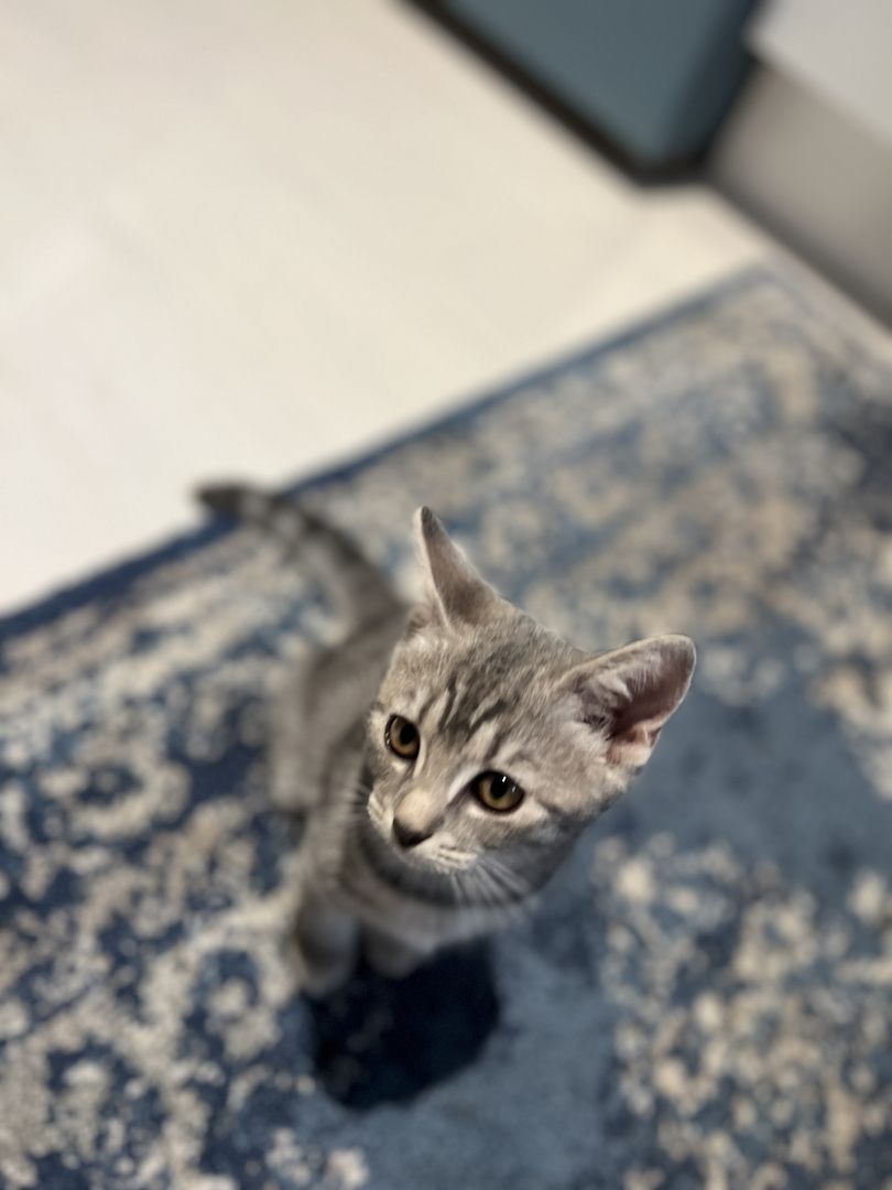 Bkh Kitten Katzen blau silber tabby