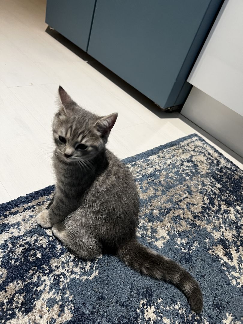 Bkh Kitten Katzen blau silber tabby