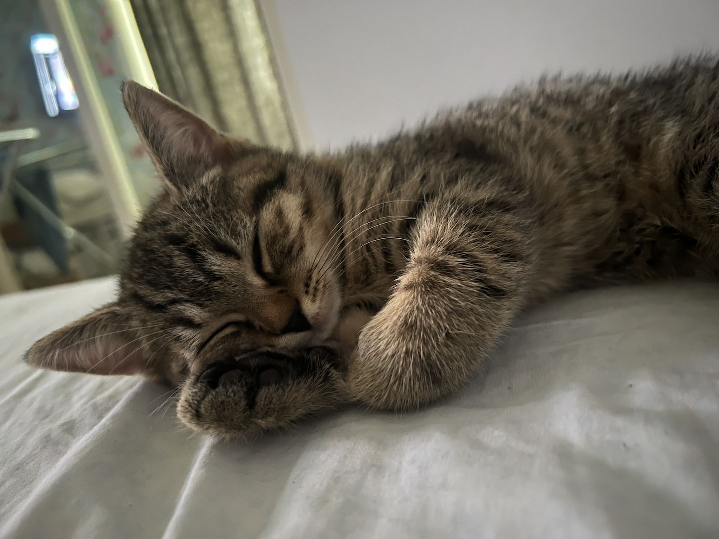 Bkh Kitten Katzen blau silber tabby