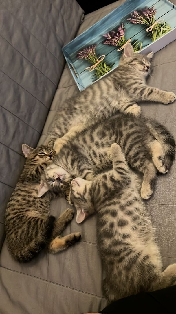 Bkh Kitten Katzen blau silber tabby