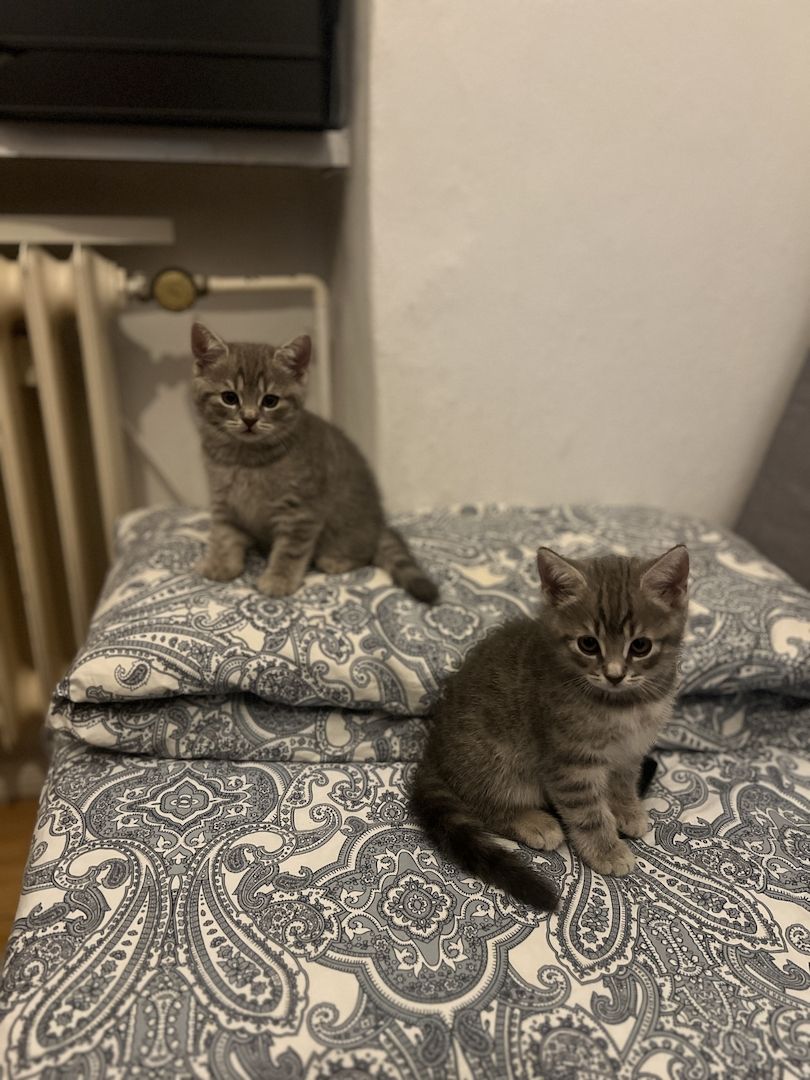 Bkh Kitten Katzen blau silber tabby