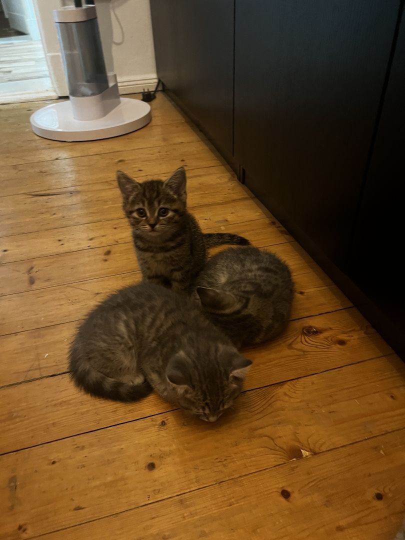 Bkh Kitten Katzen blau silber tabby