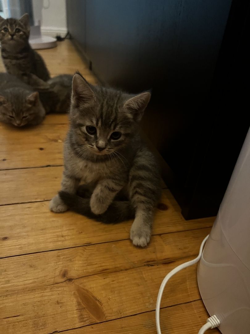 Bkh Kitten Katzen blau silber tabby