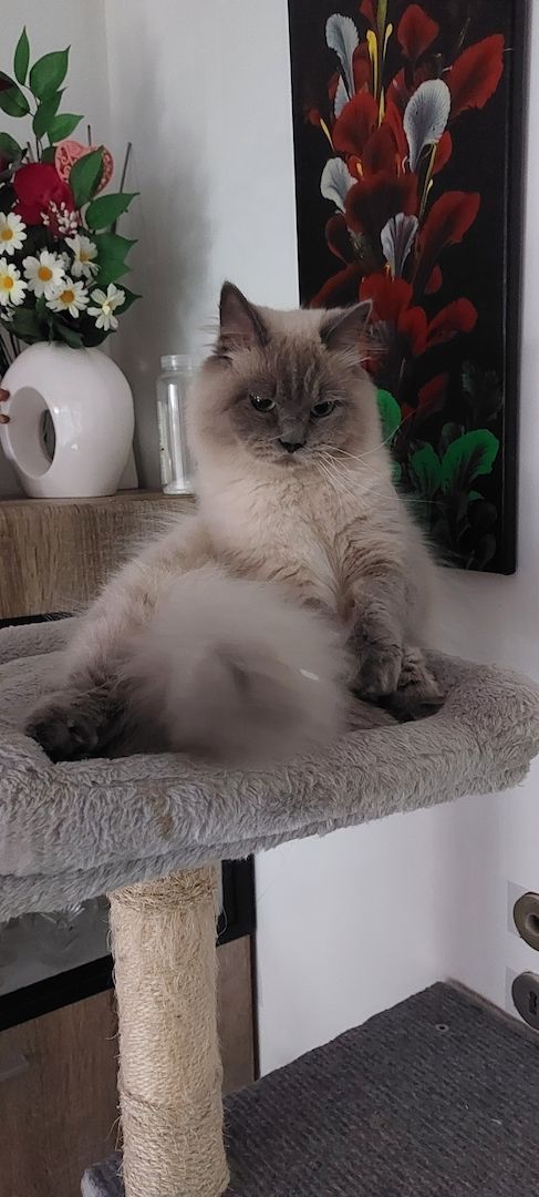 Süße Colorpoint Kätzchen zu verkaufen