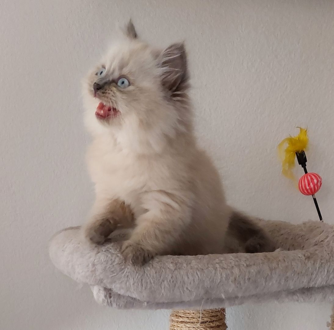 Süße Colorpoint Kätzchen zu verkaufen