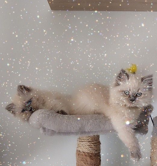 Süße Colorpoint Kätzchen zu verkaufen