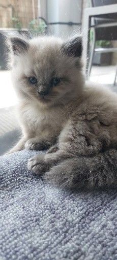 Süße Colorpoint Kätzchen zu verkaufen