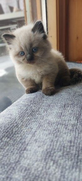 Süße Colorpoint Kätzchen zu verkaufen