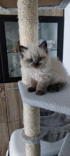 Süße Colorpoint Kätzchen zu verkaufen