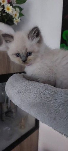 Süße Colorpoint Kätzchen zu verkaufen