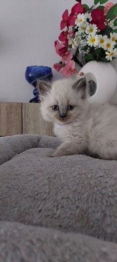 Süße Colorpoint Kätzchen zu verkaufen