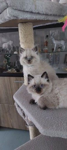 Süße Colorpoint Kätzchen zu verkaufen