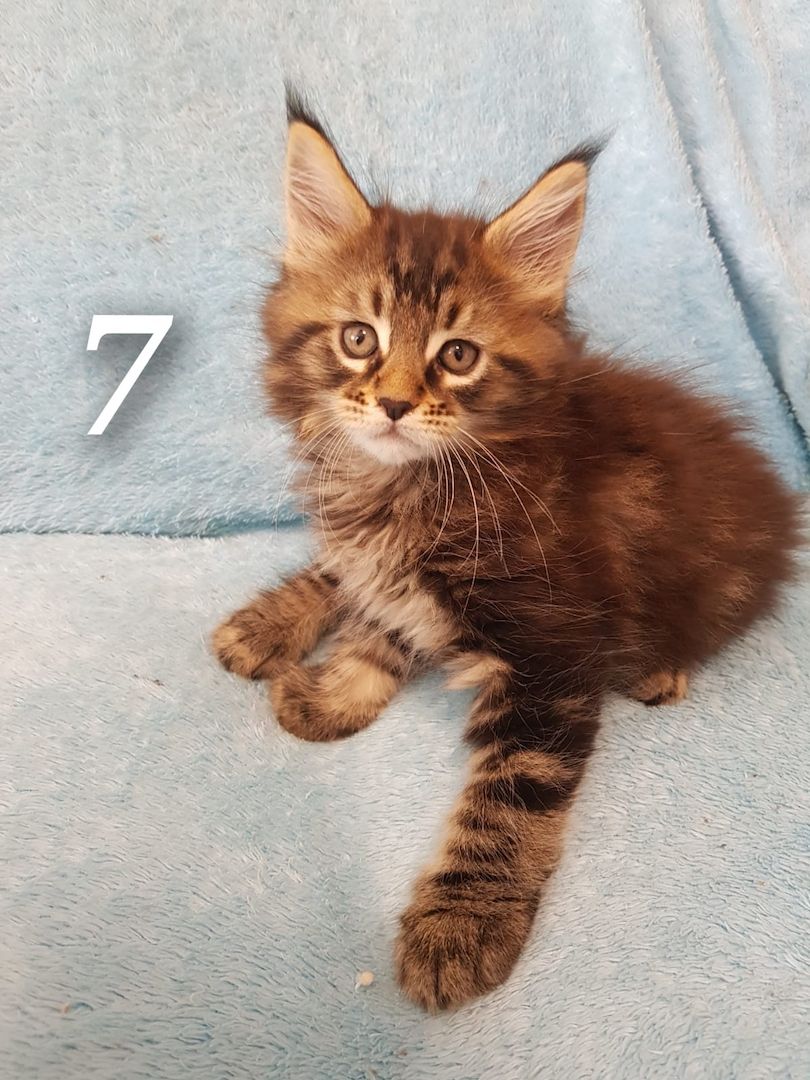 Main coon kitten