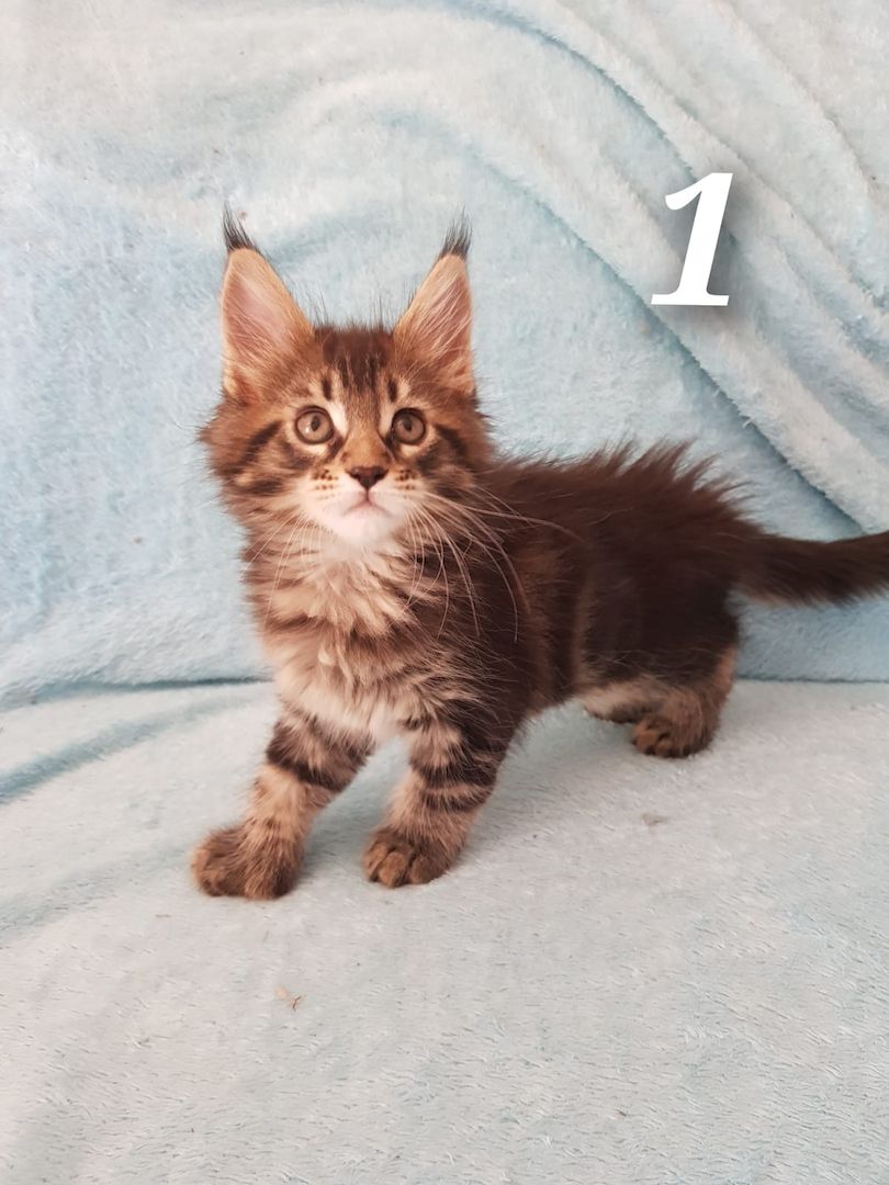 Main coon kitten