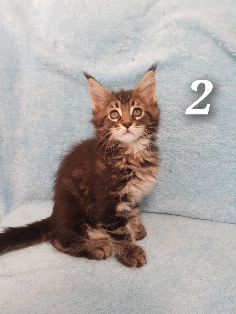 Main coon kitten