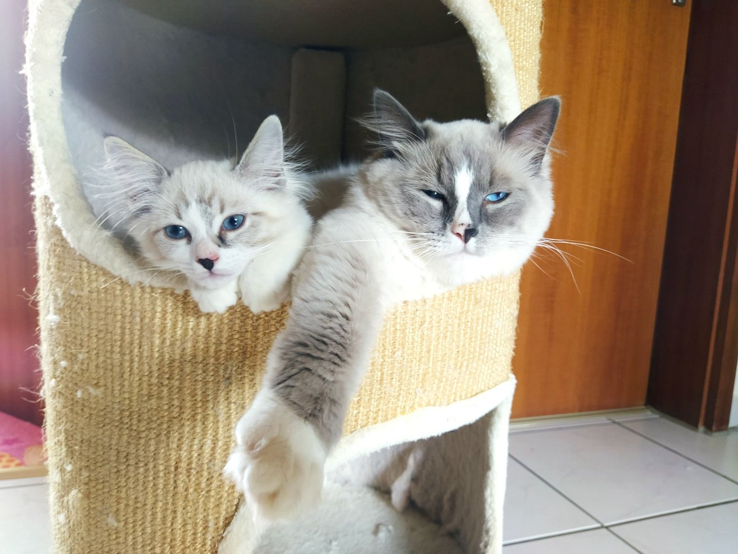 Ragdoll Mix Kitten Abgabebereit