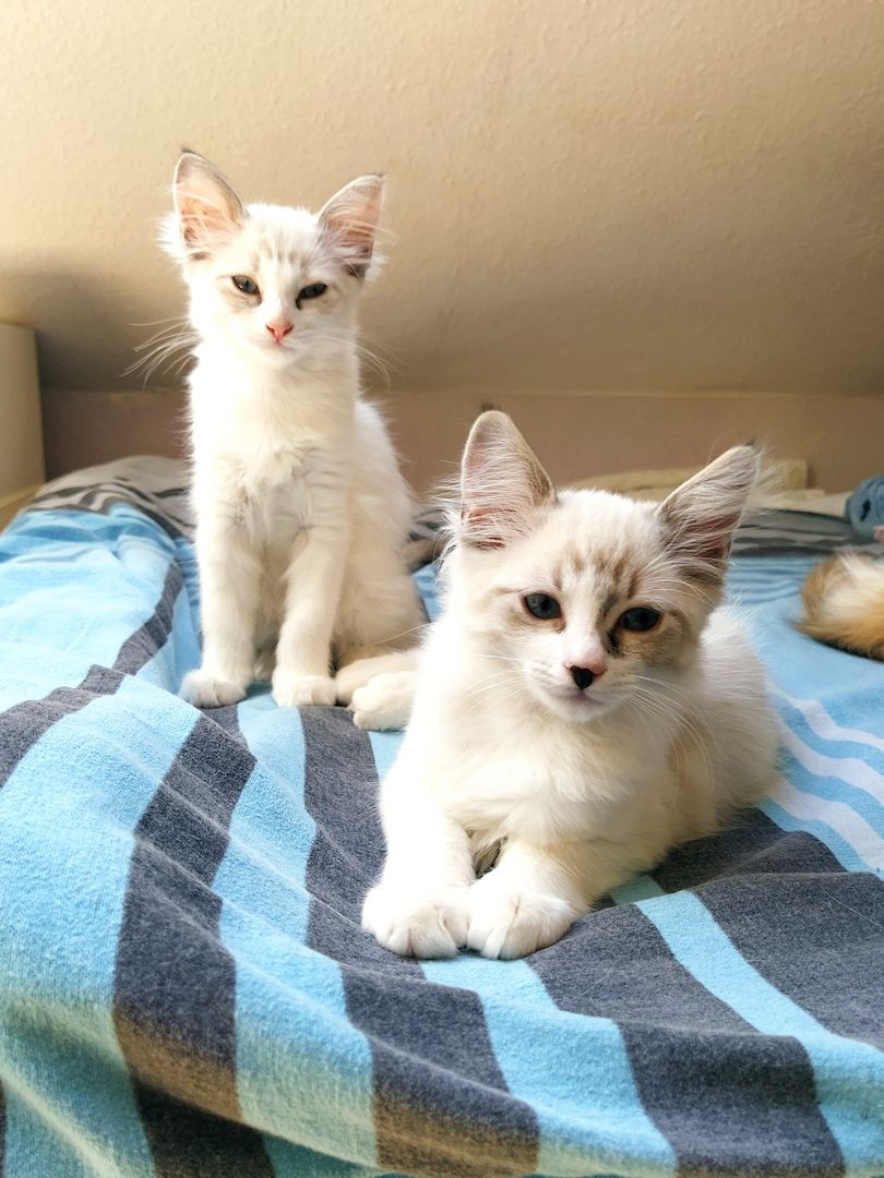 Ragdoll Mix Kitten Abgabebereit