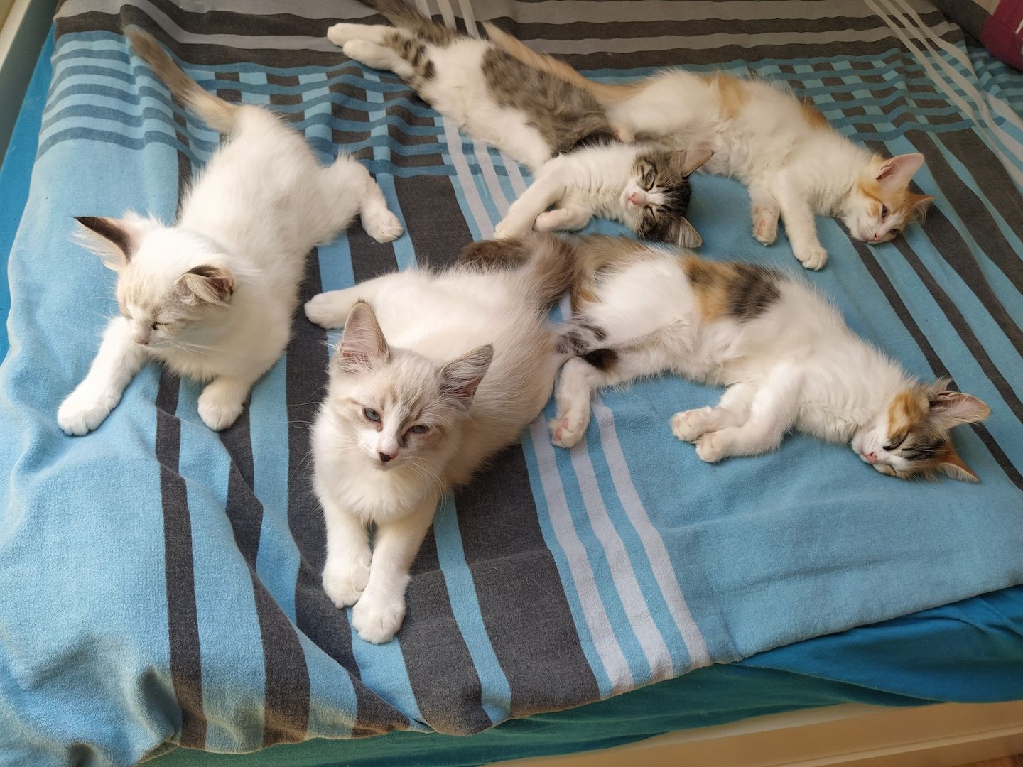 Ragdoll Mix Kitten Abgabebereit