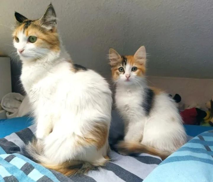 Ragdoll Mix Kitten Abgabebereit