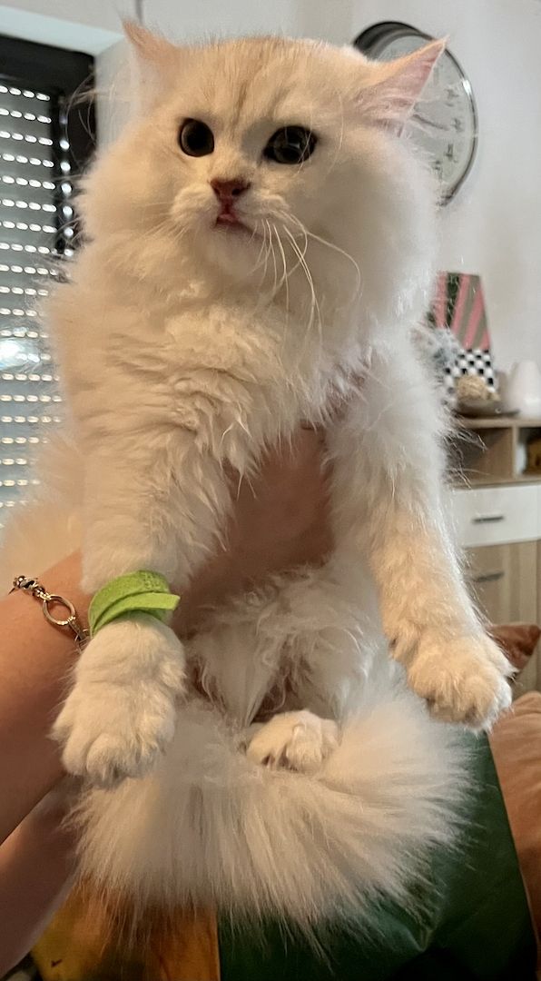 BLH Kitten ab sofort