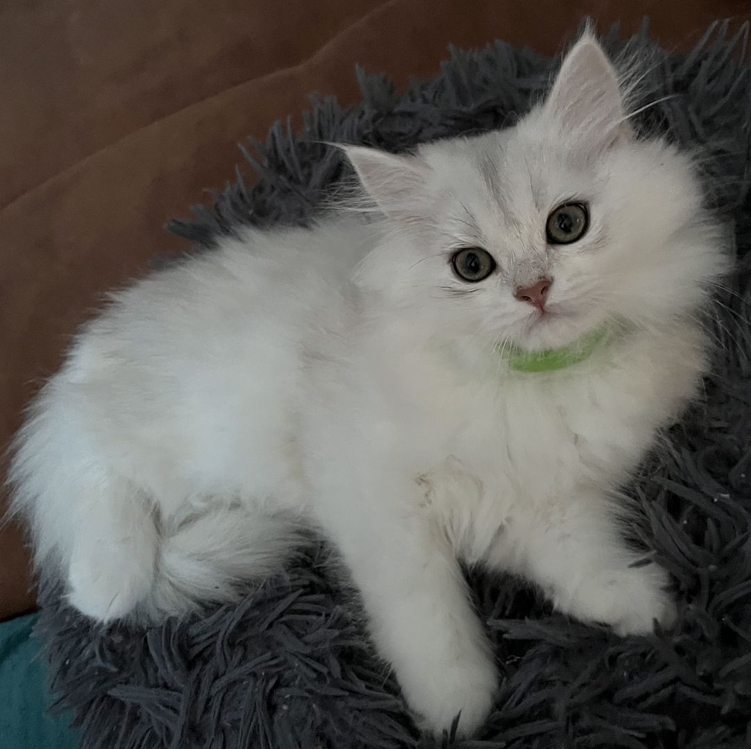 BLH Kitten ab sofort