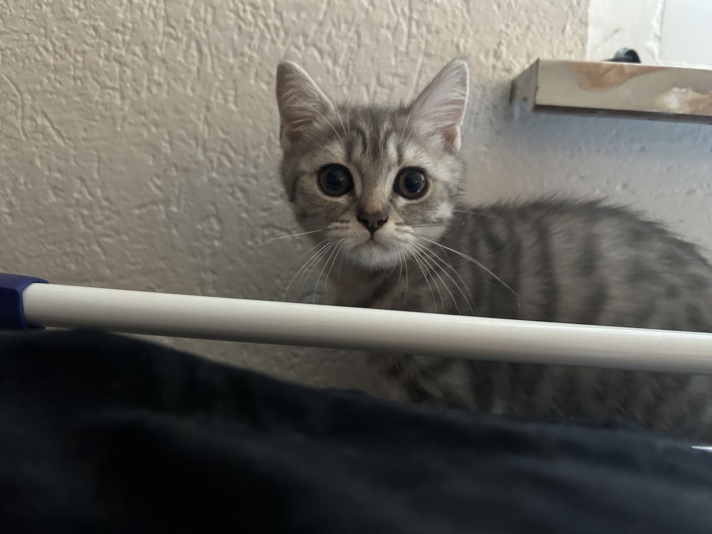 Bkh kitten (w) 3 mon. alt