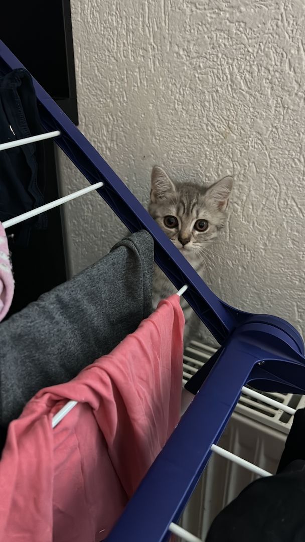 Bkh kitten (w) 3 mon. alt