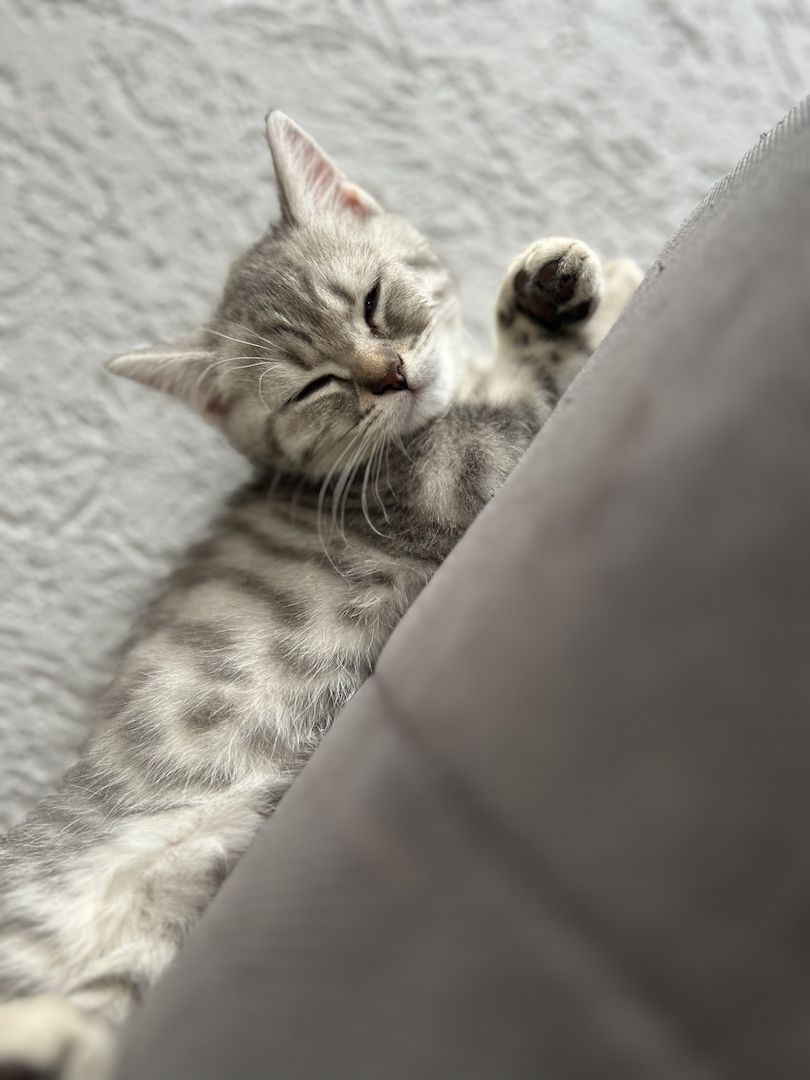 Bkh kitten (w) 3 mon. alt