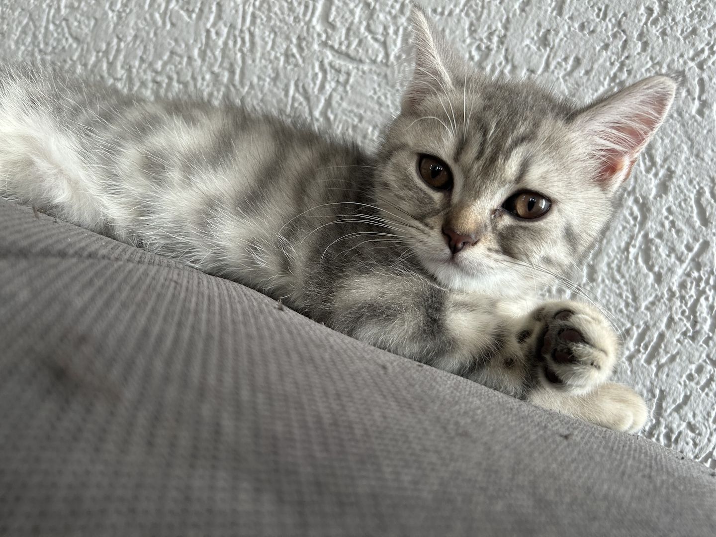 Bkh kitten (w) 3 mon. alt