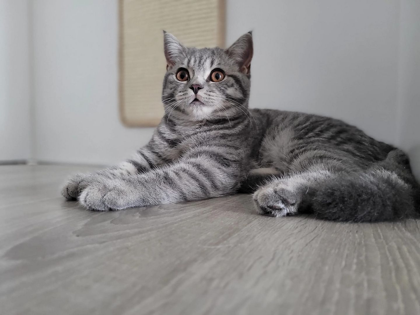 BKH Tabby Silver