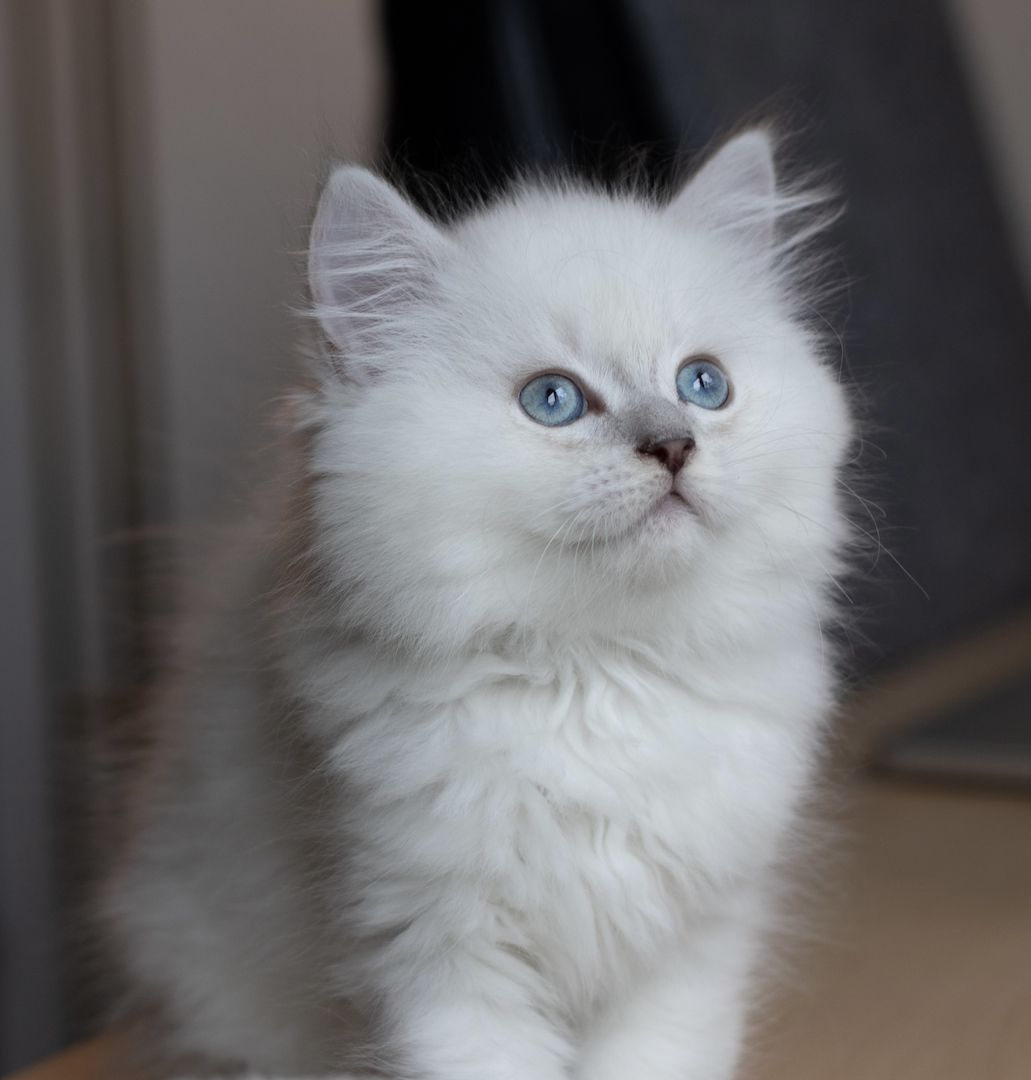 BLH kitten suchen liebevolles Zuhause BLH kitten suchen liebevolles Zuhause