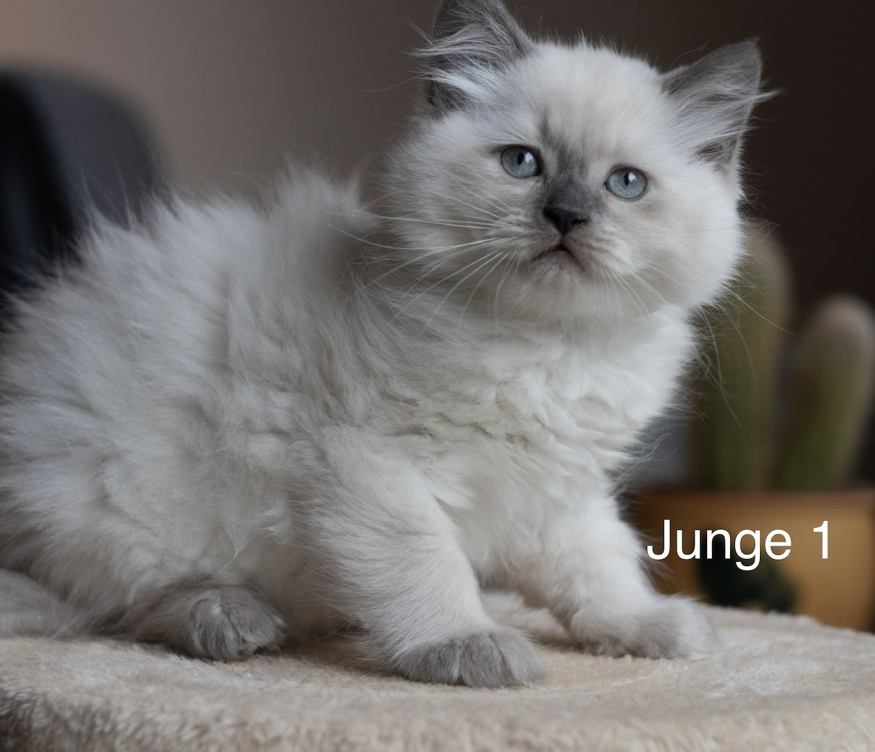 BLH kitten suchen liebevolles Zuhause BLH kitten suchen liebevolles Zuhause