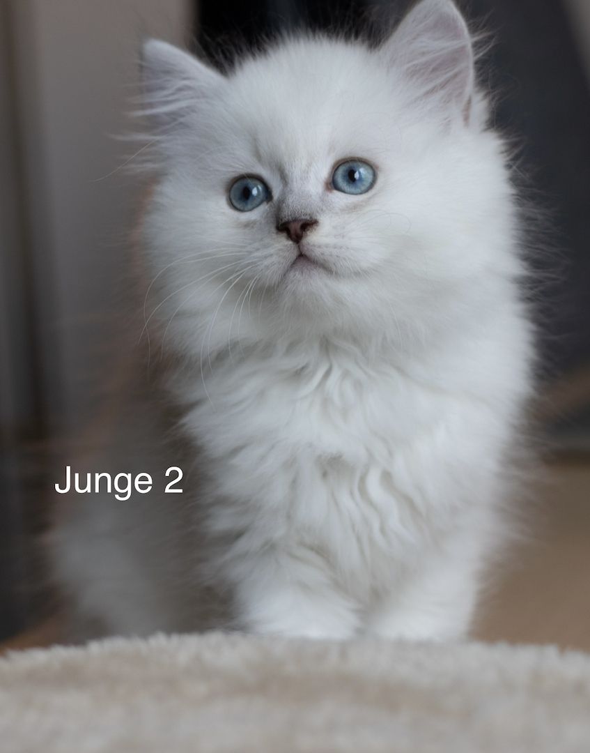 BLH kitten suchen liebevolles Zuhause BLH kitten suchen liebevolles Zuhause